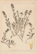 Herbier de la flore française Pl0873 - Louis Antoine Cusin — vy av konstverket