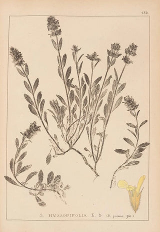 Louis Antoine Cusin - Herbier de la flore franaise Pl0873.webp