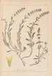 Herbier de la flore française Pl0874 - Louis Antoine Cusin — vy av konstverket