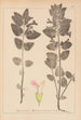 Herbier de la flore française Pl0878 - Louis Antoine Cusin — vy av konstverket