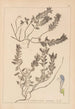 Herbier de la flore française Pl0879 - Louis Antoine Cusin — vy av konstverket