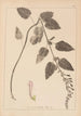 Herbier de la flore française Pl0880 - Louis Antoine Cusin — vy av konstverket