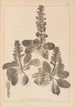 Herbier de la flore française Pl0895 - Louis Antoine Cusin — vy av konstverket