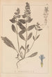 Herbier de la flore française Pl0896 - Louis Antoine Cusin — vy av konstverket