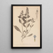 Herbier de la flore française Pl0896 - Louis Antoine Cusin — inramlat konstverk på väggen