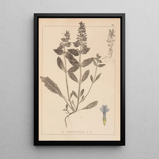 Louis Antoine Cusin - Herbier de la flore franaise Pl0896.webp