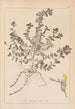Herbier de la flore française Pl0903 - Louis Antoine Cusin — vy av konstverket