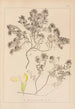 Herbier de la flore française Pl0912 - Louis Antoine Cusin — vy av konstverket
