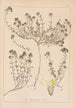 Herbier de la flore française Pl0914 - Louis Antoine Cusin — vy av konstverket