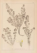 Herbier de la flore française Pl0915 - Louis Antoine Cusin — vy av konstverket