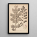 Herbier de la flore française Pl0916 - Louis Antoine Cusin — inramlat konstverk på väggen