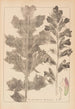 Herbier de la flore française Pl0916 - Louis Antoine Cusin — vy av konstverket