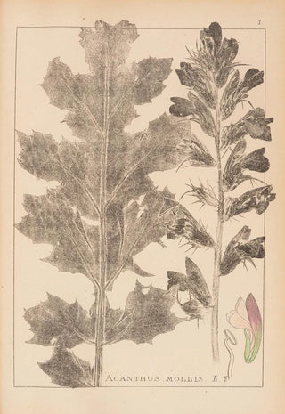 Louis Antoine Cusin - Herbier de la flore franaise Pl0916.webp
