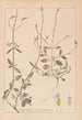 Herbier de la flore française Pl0917 - Louis Antoine Cusin — vy av konstverket