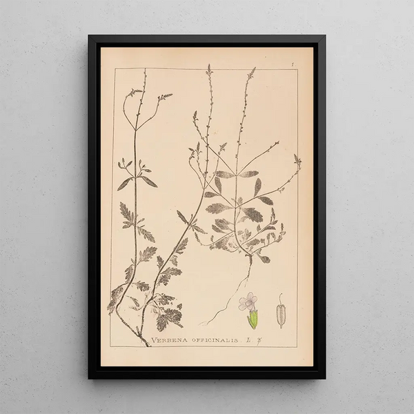 Louis Antoine Cusin - Herbier de la flore franaise Pl0917.webp