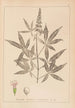 Herbier de la flore française Pl0918 - Louis Antoine Cusin — vy av konstverket