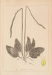 Herbier de la flore française Pl0922 - Louis Antoine Cusin — vy av konstverket