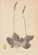 Herbier de la flore française Pl0923 - Louis Antoine Cusin — vy av konstverket