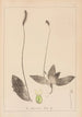 Herbier de la flore française Pl0924 - Louis Antoine Cusin — vy av konstverket