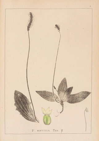 Louis Antoine Cusin - Herbier de la flore franaise Pl0924.webp