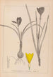 Herbier de la flore française Pl0958 - Louis Antoine Cusin — vy av konstverket