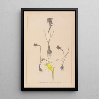Louis Antoine Cusin - Herbier de la flore franaise Pl0959.webp