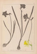 Herbier de la flore française Pl0960 - Louis Antoine Cusin — vy av konstverket