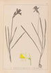 Herbier de la flore française Pl0961 - Louis Antoine Cusin — vy av konstverket