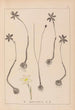 Herbier de la flore française Pl0969 - Louis Antoine Cusin — vy av konstverket