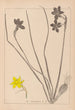 Herbier de la flore française Pl0970 - Louis Antoine Cusin — vy av konstverket