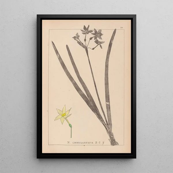 Louis Antoine Cusin - Herbier de la flore franaise Pl0971.webp