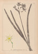 Herbier de la flore française Pl0971 - Louis Antoine Cusin — vy av konstverket