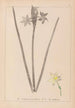 Herbier de la flore française Pl0972 - Louis Antoine Cusin — vy av konstverket