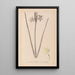 Herbier de la flore française Pl0972 - Louis Antoine Cusin — inramlat konstverk på väggen