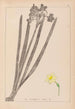 Herbier de la flore française Pl0973 - Louis Antoine Cusin — vy av konstverket