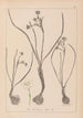 Herbier de la flore française Pl0974 - Louis Antoine Cusin — vy av konstverket
