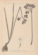 Herbier de la flore française Pl0975 - Louis Antoine Cusin — vy av konstverket