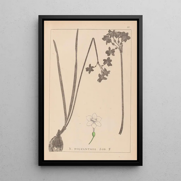 Louis Antoine Cusin - Herbier de la flore franaise Pl0975.webp