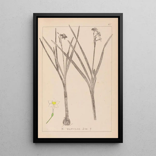 Louis Antoine Cusin - Herbier de la flore franaise Pl0976.webp