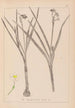 Herbier de la flore française Pl0976 - Louis Antoine Cusin — vy av konstverket