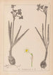 Herbier de la flore française Pl0977 - Louis Antoine Cusin — vy av konstverket