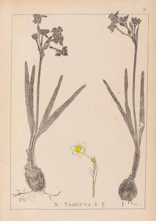 Louis Antoine Cusin - Herbier de la flore franaise Pl0977.webp