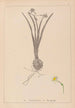 Herbier de la flore française Pl0978 - Louis Antoine Cusin — vy av konstverket