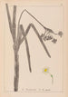 Herbier de la flore française Pl0979 - Louis Antoine Cusin — vy av konstverket