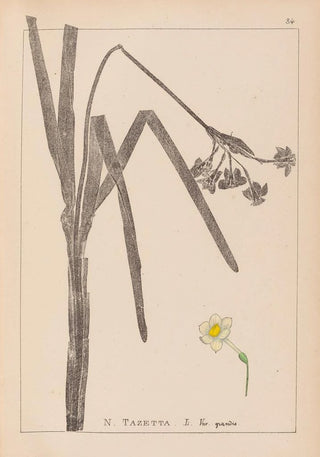 Louis Antoine Cusin - Herbier de la flore franaise Pl0979.webp