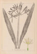 Herbier de la flore française Pl0980 - Louis Antoine Cusin — vy av konstverket
