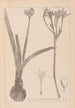 Herbier de la flore française Pl0981 - Louis Antoine Cusin — vy av konstverket