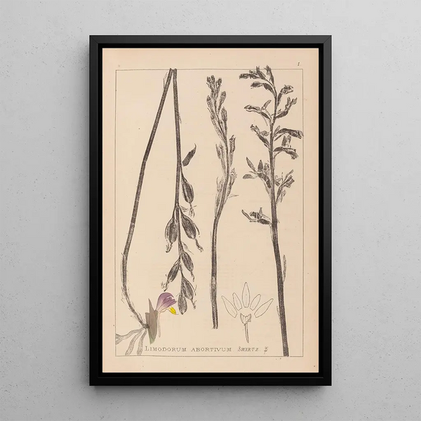 Louis Antoine Cusin - Herbier de la flore franaise Pl0982.webp