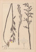 Herbier de la flore française Pl0982 - Louis Antoine Cusin — vy av konstverket