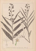 Herbier de la flore française Pl0983 - Louis Antoine Cusin — vy av konstverket